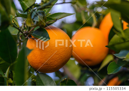 Orange citrus plantations with rows of orange trees, new harvest of sweet juicy oranges 6 115505334