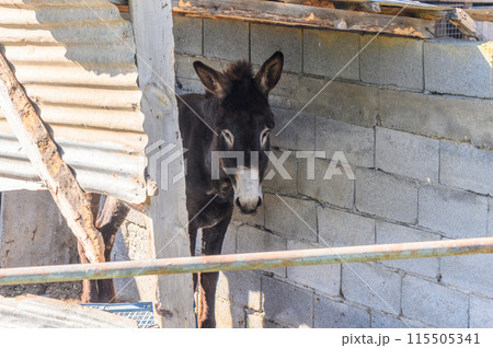 donkey in a pen in the village in winter 4 115505341