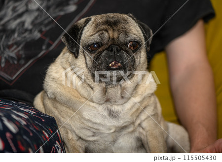 Senior pug resting at home 10 115505430
