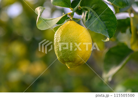 Lemon. Ripe Lemons hanging on tree. Growing Lemon1 115505500