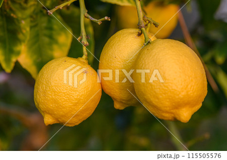 Bunches of fresh yellow ripe lemons on lemon tree branches in garden 3 Bunches of fresh yellow ripe lemons on lemon tree branches in garden 3 115505576