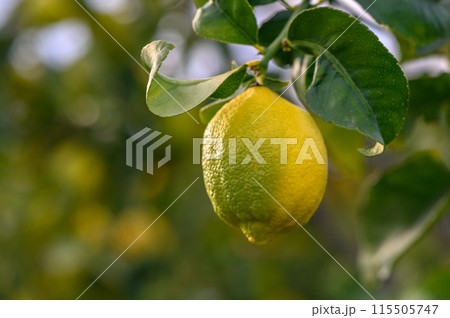 Citrus lemon fruits with leaves isolated, sweet lemon fruits on a branch with working path.6 115505747