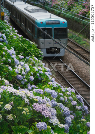 井の頭線沿線を彩る紫陽花 井の頭線沿線を彩る紫陽花 115505757