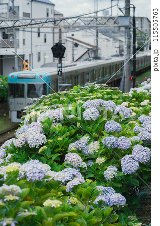 井の頭線沿線を彩る紫陽花 115505763