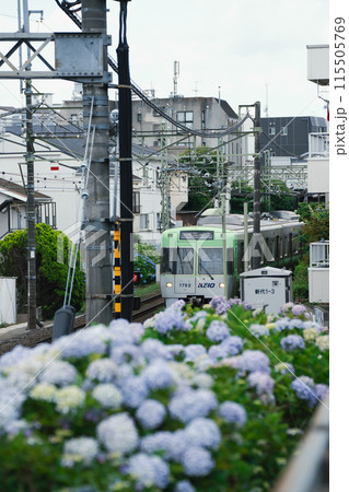 井の頭線沿線を彩る紫陽花 井の頭線沿線を彩る紫陽花 115505769