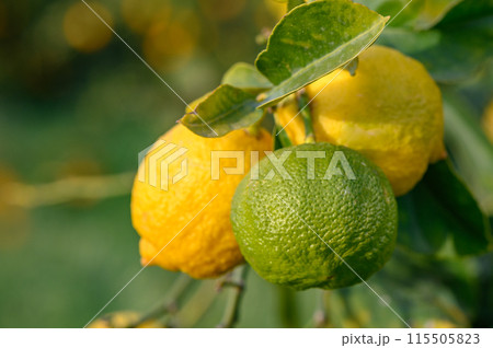 Bunch of Lemon fruit over green natural garden Blur background, Lemon fruit with leaves in blur background.8 Bunch of Lemon fruit over green natural garden Blur background, Lemon fruit with leaves in blur background.8 115505823