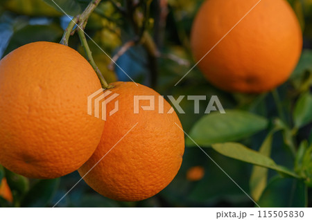A branch with natural oranges on a blurred background of an orange orchard at golden hour 5 115505830