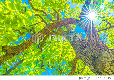 日本の横浜都市景観　青空や太陽光に映えるクスノキ。花言葉は芳香＝横浜市内 115505849