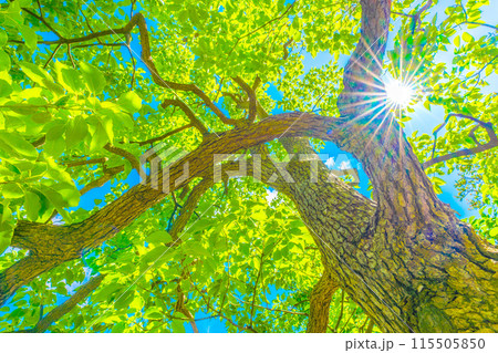 日本の横浜都市景観　青空や太陽光に映えるクスノキ。花言葉は芳香＝横浜市内 115505850