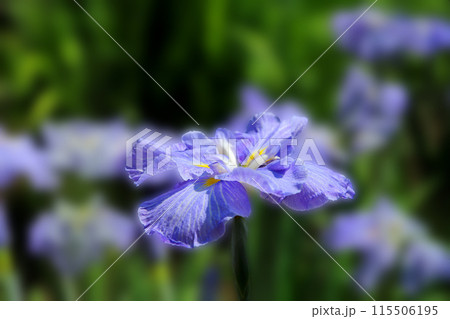 谷戸沢の菖蒲 谷戸沢の菖蒲 115506195