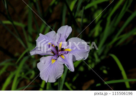 谷戸沢の菖蒲 115506196