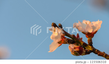 Spring nature background with lovely blooming almonds in pastel banner. Springtime concept 6 115506310