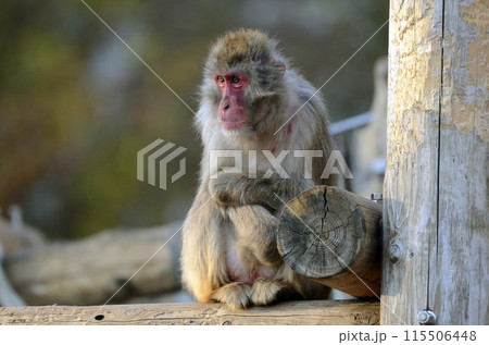 ニホンザル 115506448
