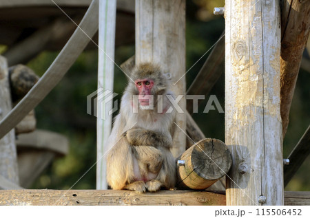 ニホンザル 115506452