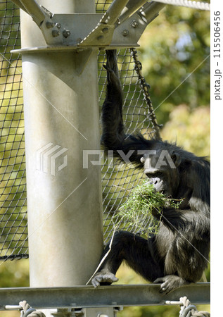 チンパンジー チンパンジー 115506456
