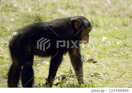 チンパンジー 115506460