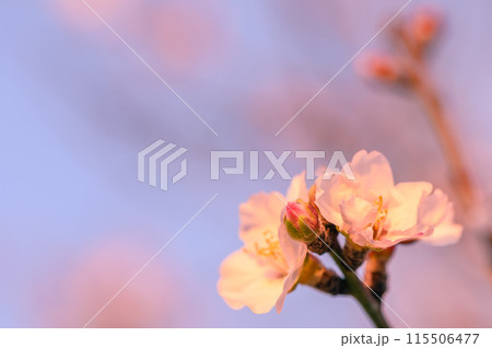 Extreme close-up of pink almond blossoms against blue sky - selective focus9 115506477