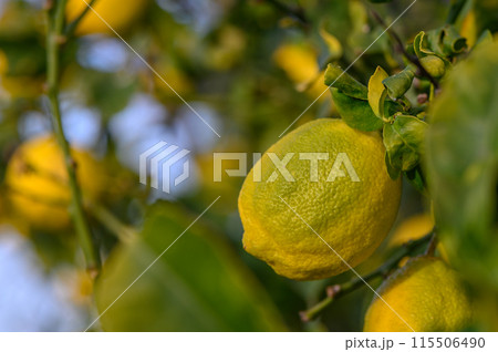 Yellow citrus lemon fruits and green leaves in the garden. Citrus lemon growing on a tree branch close-up.17 115506490