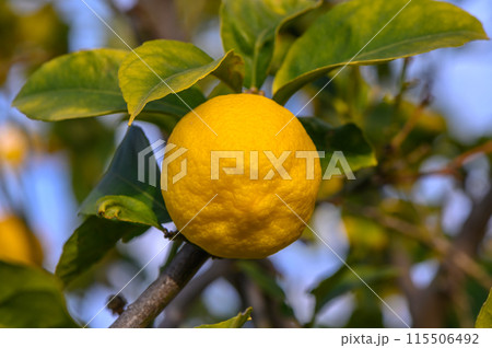 Yellow citrus lemon fruits and green leaves in the garden. Citrus lemon growing on a tree branch close-up. 2 115506492
