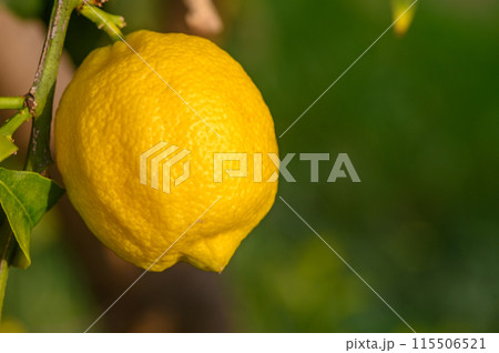 Citrus lemon fruits with leaves isolated, sweet lemon fruits on a branch with working path.9 115506521