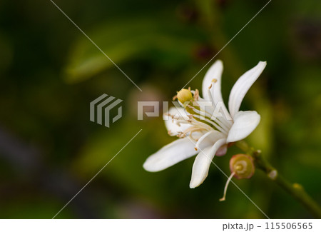 lemon flower on branches in lemon garden 2 lemon flower on branches in lemon garden 2 115506565