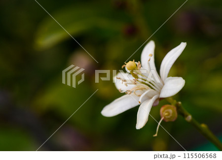 lemon flower on branches in lemon garden 4 lemon flower on branches in lemon garden 4 115506568
