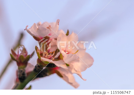 Almond blossom on a farm in Cyprus in spring 2 115506747