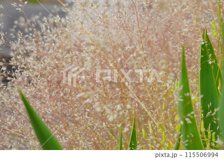 繊細な野草ヌカススキの接写1 繊細な野草ヌカススキの接写1 115506994