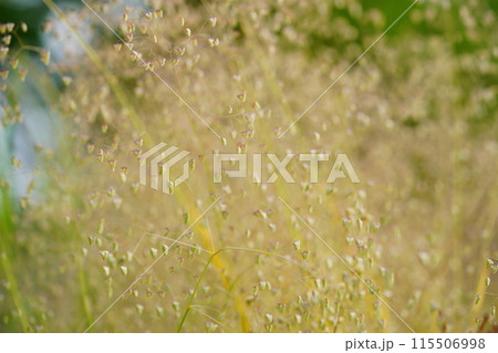 振れば音がする野草・ヒメコバンソウのクローズアップ2 115506998