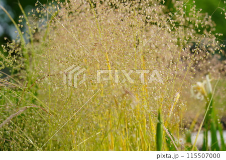 振れば音がする野草・ヒメコバンソウのクローズアップ4 115507000