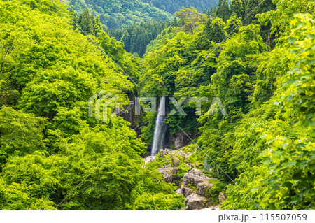 【石川県･白山市】新緑の手取峡谷 綿ヶ滝 115507059