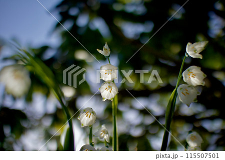 スノーフレーク、別名は鈴蘭水仙。花言葉は「純潔」「汚れなき心」 115507501