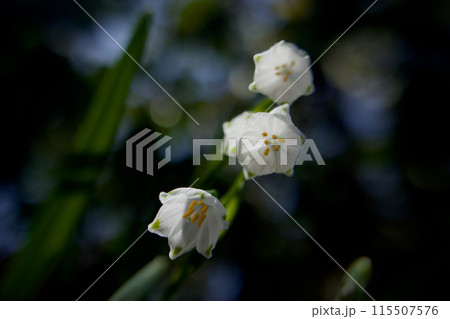 スノーフレーク、別名は鈴蘭水仙。花言葉は「純潔」「汚れなき心」 115507576