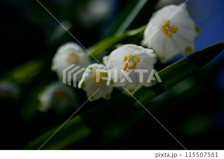 スノーフレーク、別名は鈴蘭水仙。花言葉は「純潔」「汚れなき心」 115507581