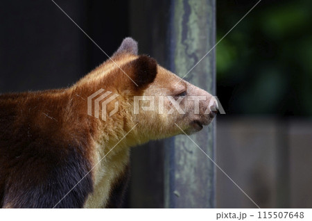 セスジキノボリカンガルー セスジキノボリカンガルー 115507648