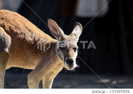 カンガルー カンガルー 115507656