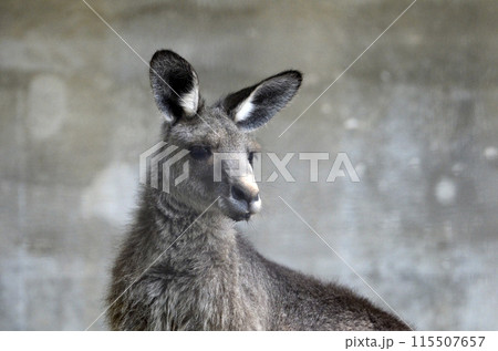 カンガルー カンガルー 115507657