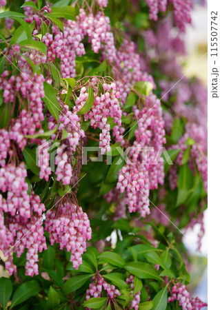 早春の花・馬酔木のすずなりの大きな房 115507742