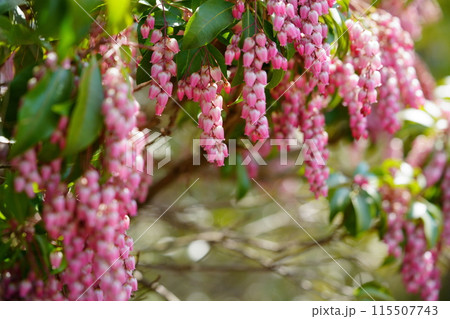 早春の花・馬酔木のすずなりの大きな房 115507743