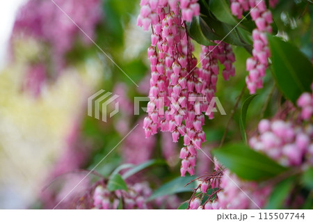 早春の花・馬酔木のすずなりの大きな房 115507744