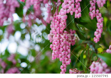 早春の花・馬酔木のすずなりの大きな房 115507745
