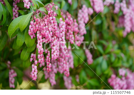 早春の花・馬酔木のすずなりの大きな房 115507746