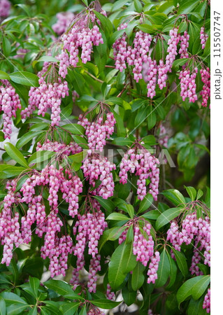 早春の花・馬酔木のすずなりの大きな房 115507747