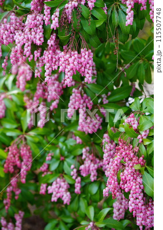 早春の花・馬酔木のすずなりの大きな房 早春の花・馬酔木のすずなりの大きな房 115507748