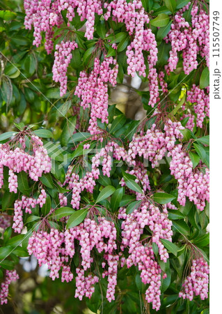 早春の花・馬酔木のすずなりの大きな房 115507749