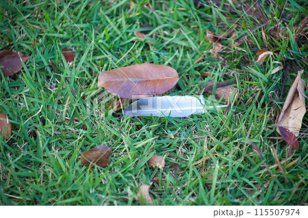 落ち葉と鳥の羽 115507974