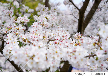 京都府木津川市・マクロレンズで迫る満開の桜 115508011