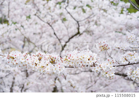 京都府木津川市・マクロレンズで迫る満開の桜 京都府木津川市・マクロレンズで迫る満開の桜 115508015