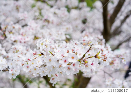 京都府木津川市・マクロレンズで迫る満開の桜 京都府木津川市・マクロレンズで迫る満開の桜 115508017