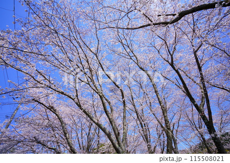 満開の桜の大木4 115508021